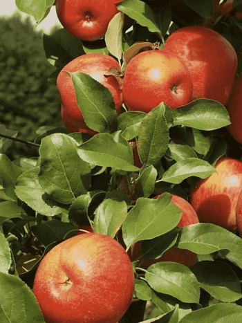 Яблоня Хани Крисп