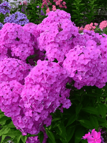 Флокс метельчатый Верный