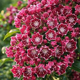 Кальмия широколистная Deep Secret