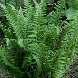 Щитовник родственный Pinderi