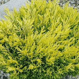 Можжевельник горизонтальный Limeglow