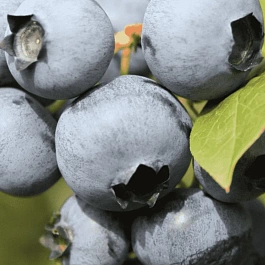 Голубика высокорослая Polaris