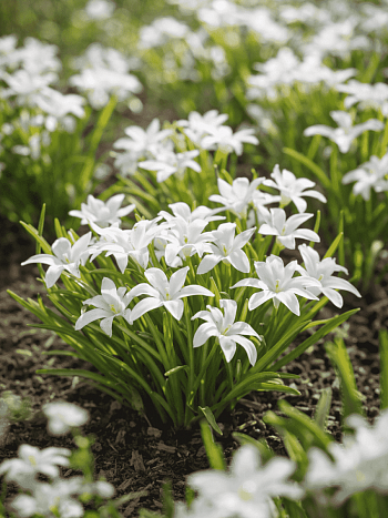 Хионодокса Alba