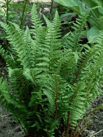 Щитовник родственный Pinderi