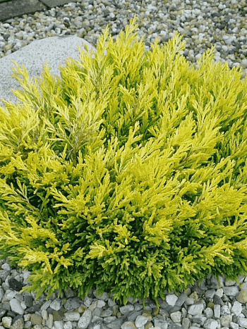 Можжевельник горизонтальный Limeglow