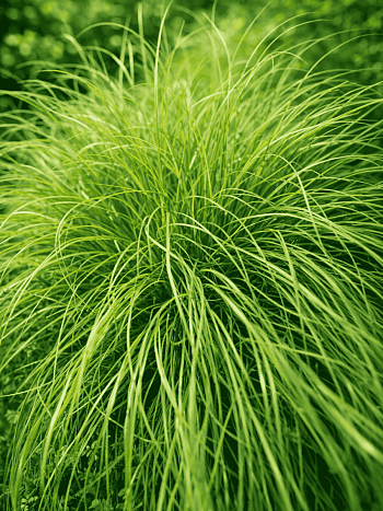 Осока власовидная Frosted Curls