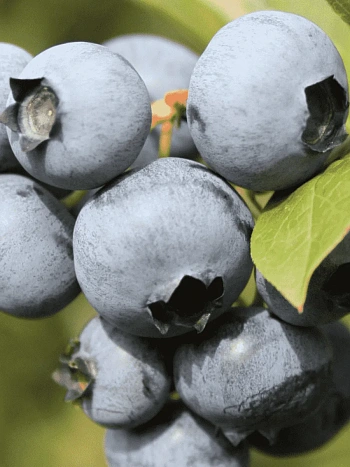 Голубика высокорослая Polaris