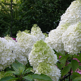 Гортензия метельчатая Мэджикал Кэндл Гортензия метельчатая Мэджикал Кэндл