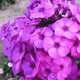 Флокс метельчатый Delilah