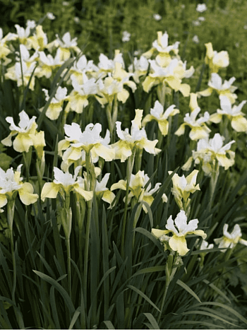 Ирис сибирский Butter and Sugar