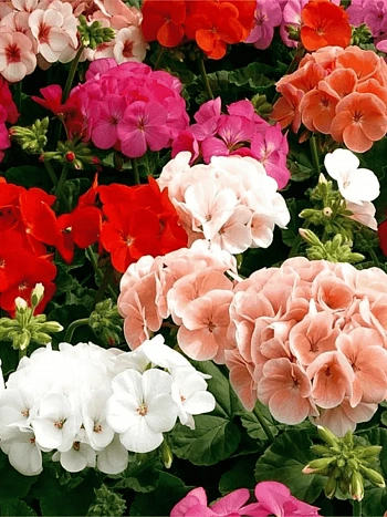 Пеларгония зональная Horaizon Mix