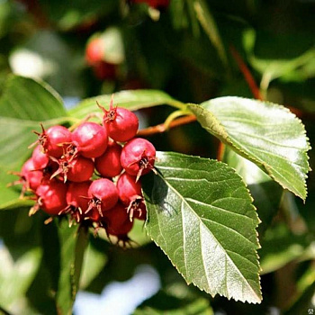 Боярышник сливолистный