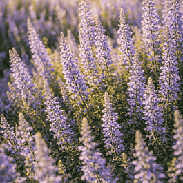 Вереск обыкновенный Silver Knight