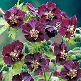 Герань тёмная Спрингтайм