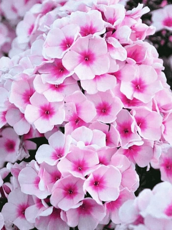 Флокс метельчатый Brilliant Eyes