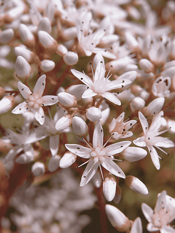 Очиток белый