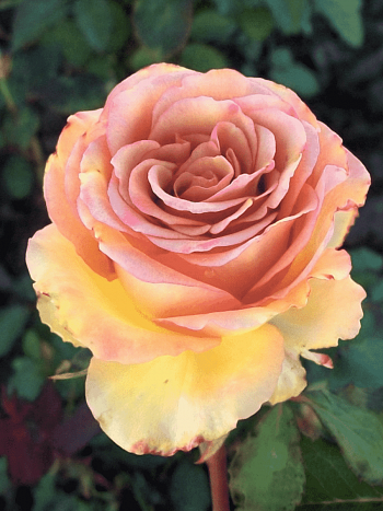 Роза чайно-гибридная Marrakech