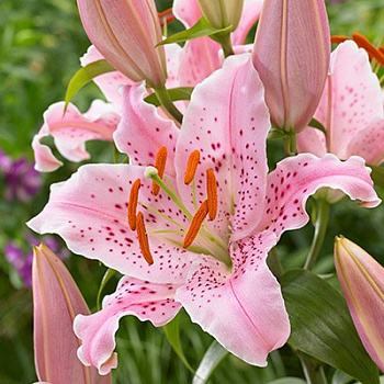 Лилия восточная Керли Сью