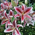 Лилия восточная Tigerwoods