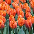 Тюльпан Hermitage