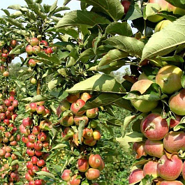 Яблоня колоновидная Приокское