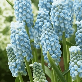 Мускари Peppermint