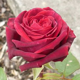 Роза чайно-гибридная Жозефин Брюс