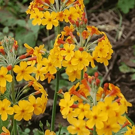 Примула Буллея