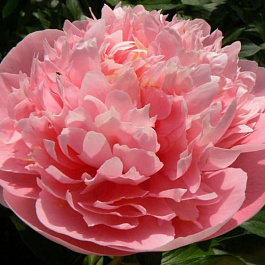 Пион травянистый Этчед Салмон