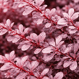 Барбарис оттавский Silver Miles