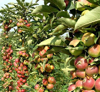 Яблоня колоновидная Приокское