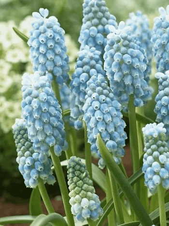 Мускари Peppermint