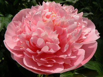 Пион травянистый Этчед Салмон