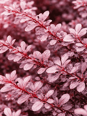 Барбарис оттавский Silver Miles