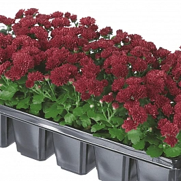 Хризантема мелкоцветковая Baby mum red