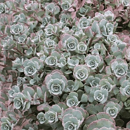 Очиток наутесный Lidakense