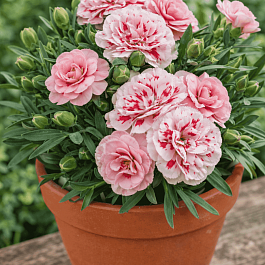 Гвоздика Oscar Red Star