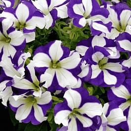 Петуния (сурфиния) Go! Tunia Lucky Lilac