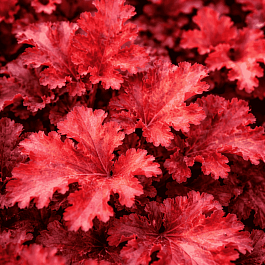 Гейхера Zipper