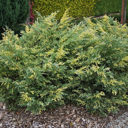 Можжевельник виргинский Хетс Варигата