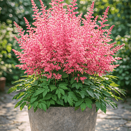 Астильба гибридная Sunny Day