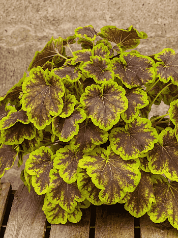 Гейхерелла Solar Eclipse