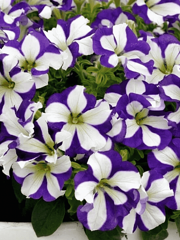 Петуния (сурфиния) Go! Tunia Lucky Lilac