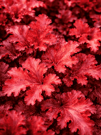 Гейхера Zipper