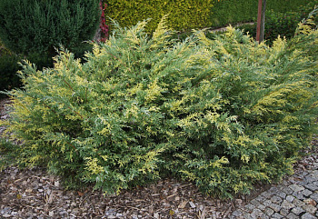 Можжевельник виргинский Хетс Варигата