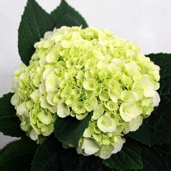 Гортензия крупнолистовая Калина Гортензия крупнолистовая Калина