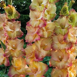 Гладиолус крупноцветковый Шуте