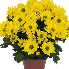 Хризантема Breeze Sol (Yellow)