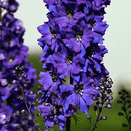 Дельфиниум  культурный Pacific Giant Black Knight