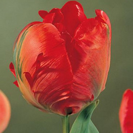 Тюльпан попугайный Холлэнд Хеппенинг Тюльпан попугайный Холлэнд Хеппенинг